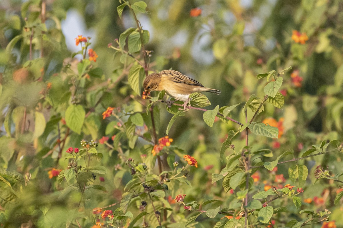 Baya Weaver - ML646295411