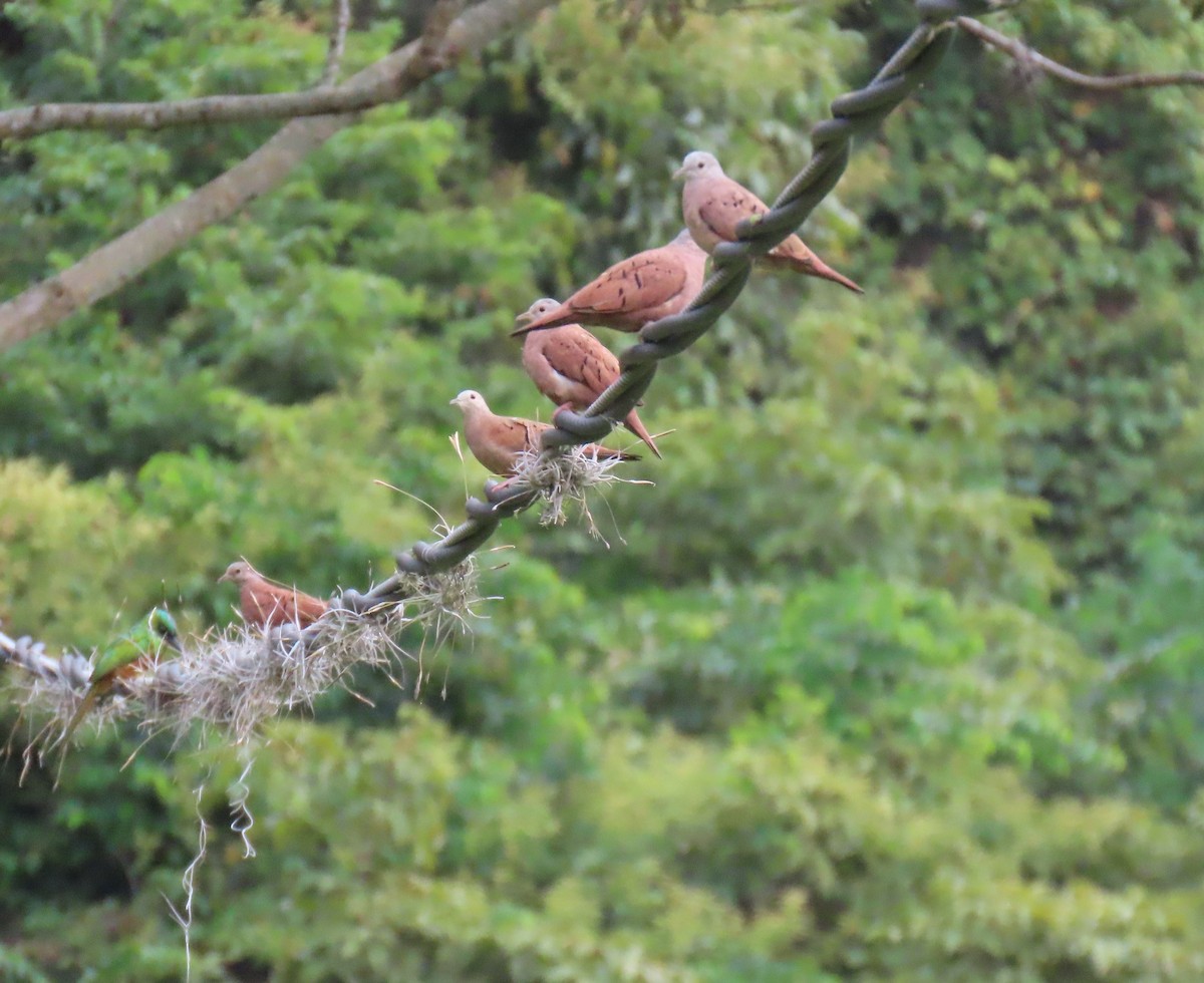 Ruddy Ground Dove - ML646295415