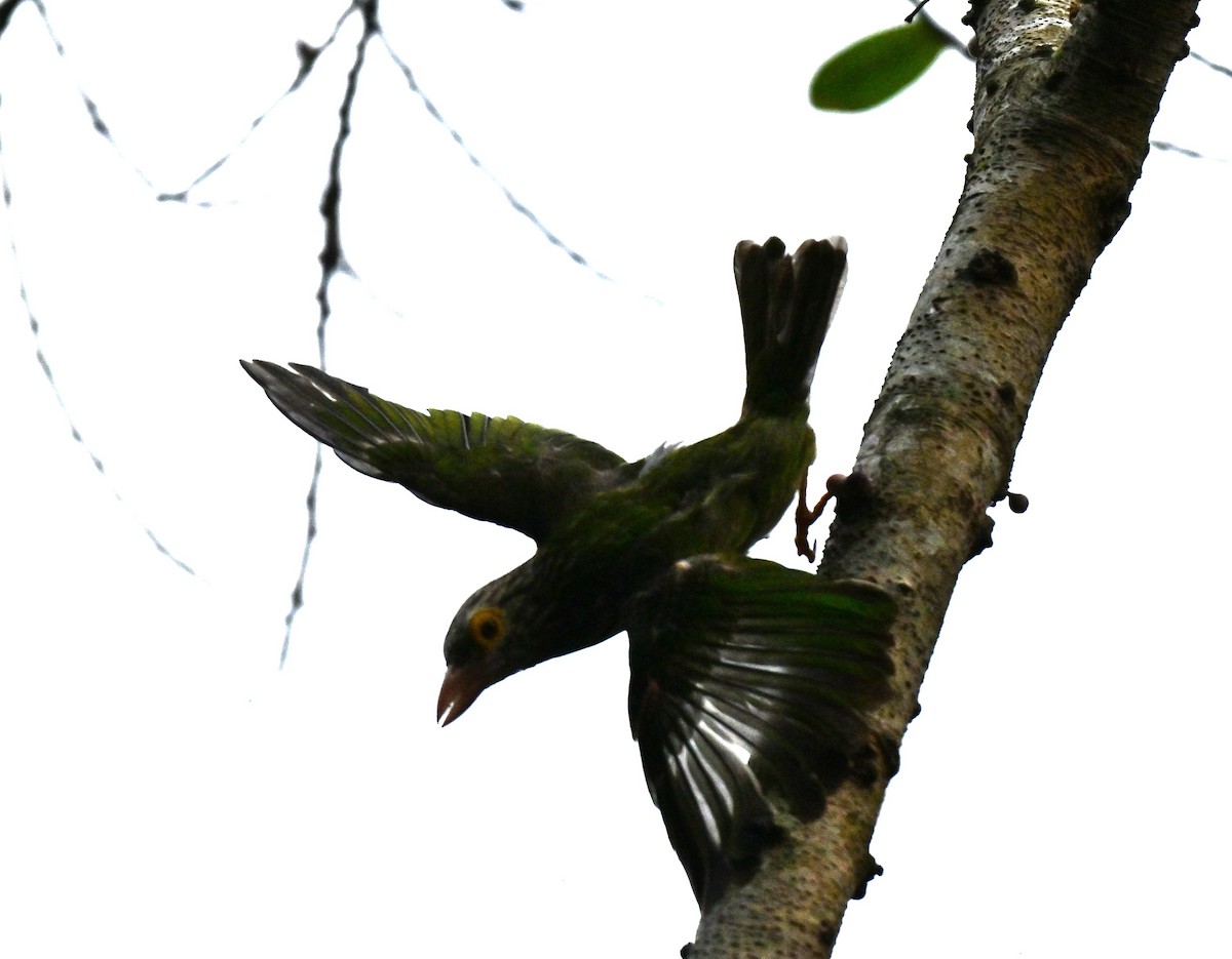 Lineated Barbet - ML646295419