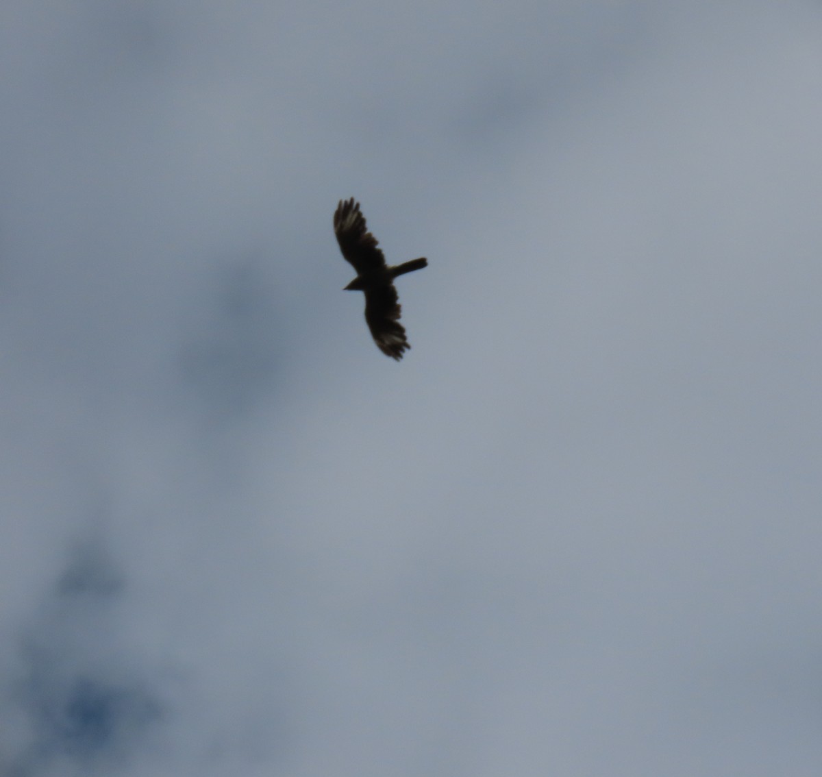 Yellow-headed Caracara - ML646295421