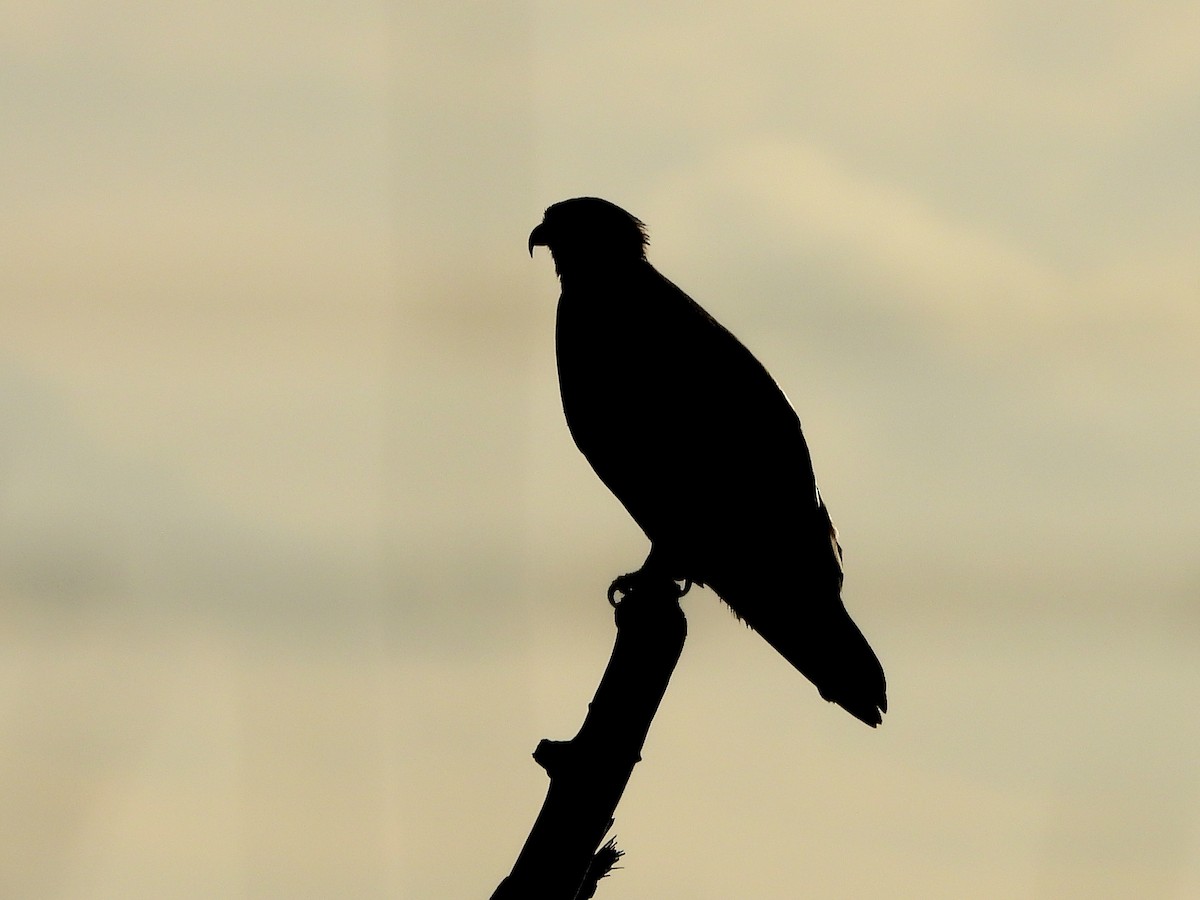 Загасч явлаг - ML646295425