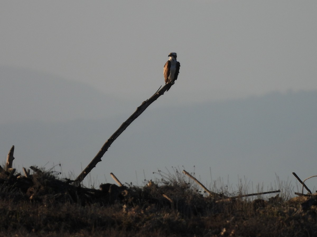 Загасч явлаг - ML646295426