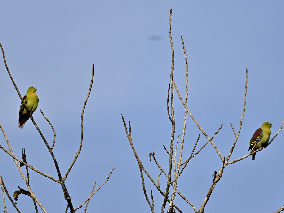 Ashy-headed Green-Pigeon - ML646295429