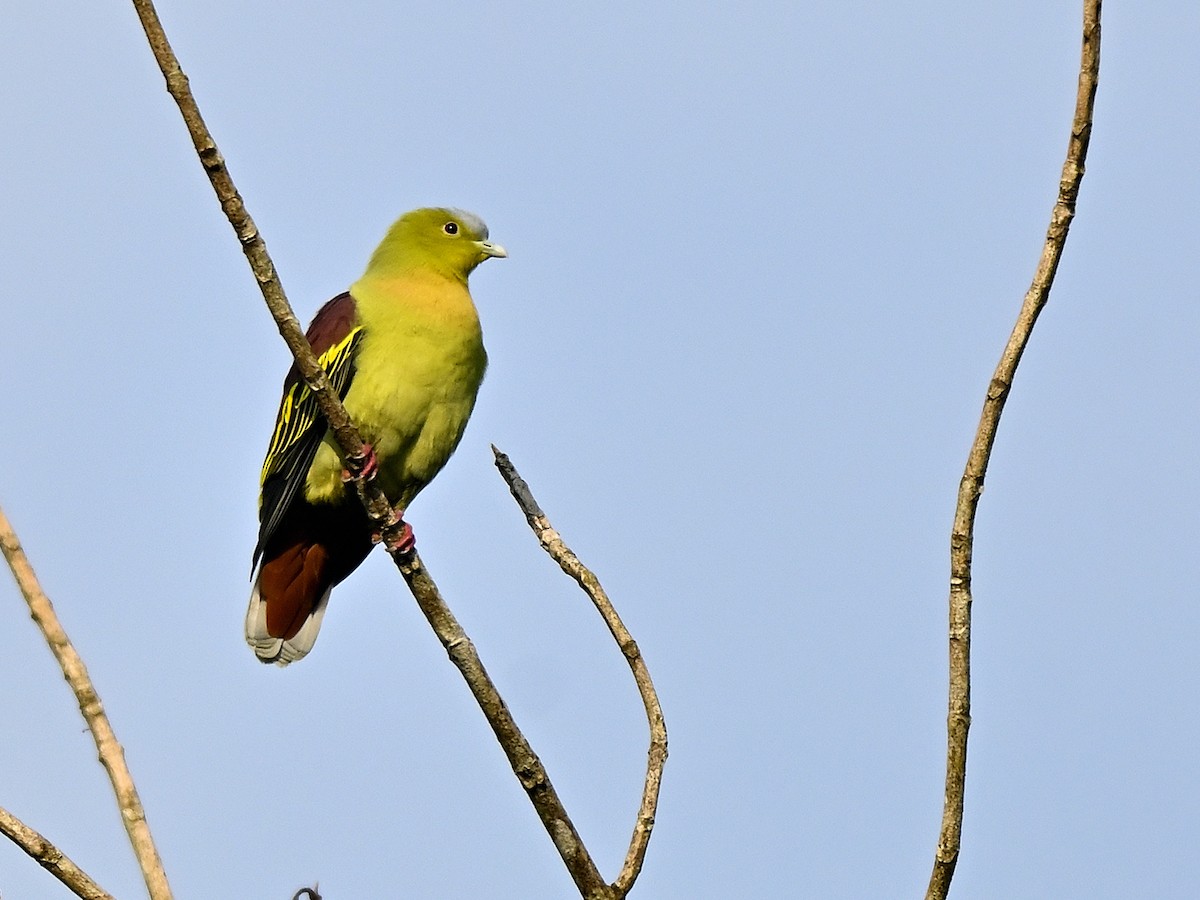 Ashy-headed Green-Pigeon - ML646295430