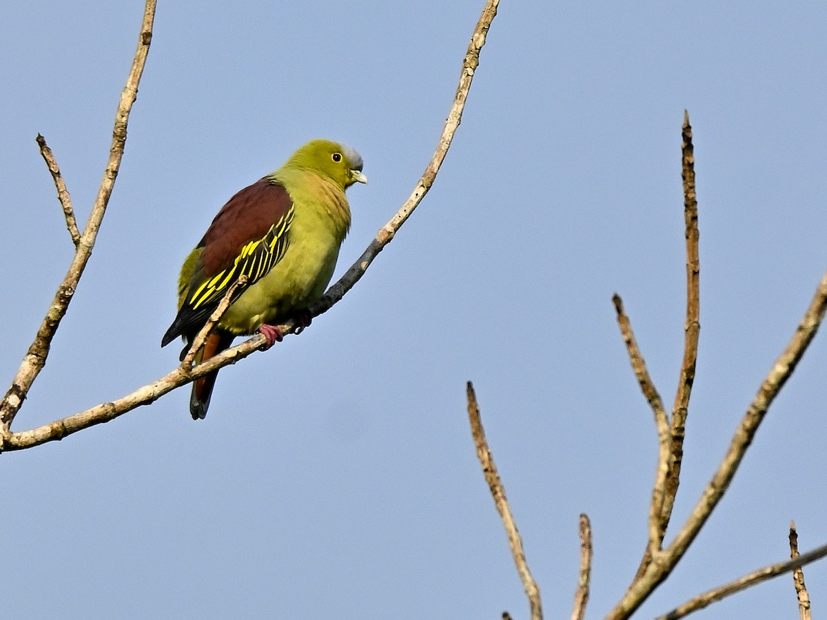 Ashy-headed Green-Pigeon - ML646295431