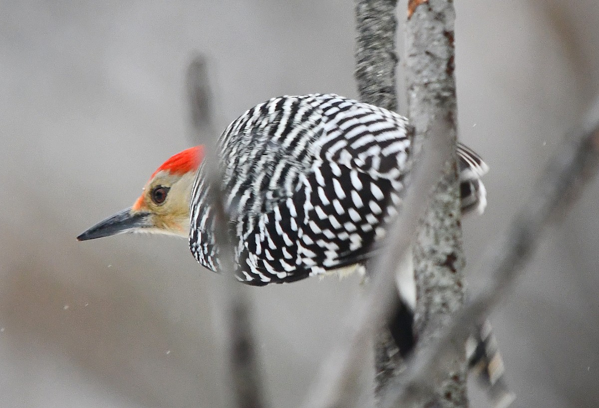 Red-bellied Woodpecker - ML646295436