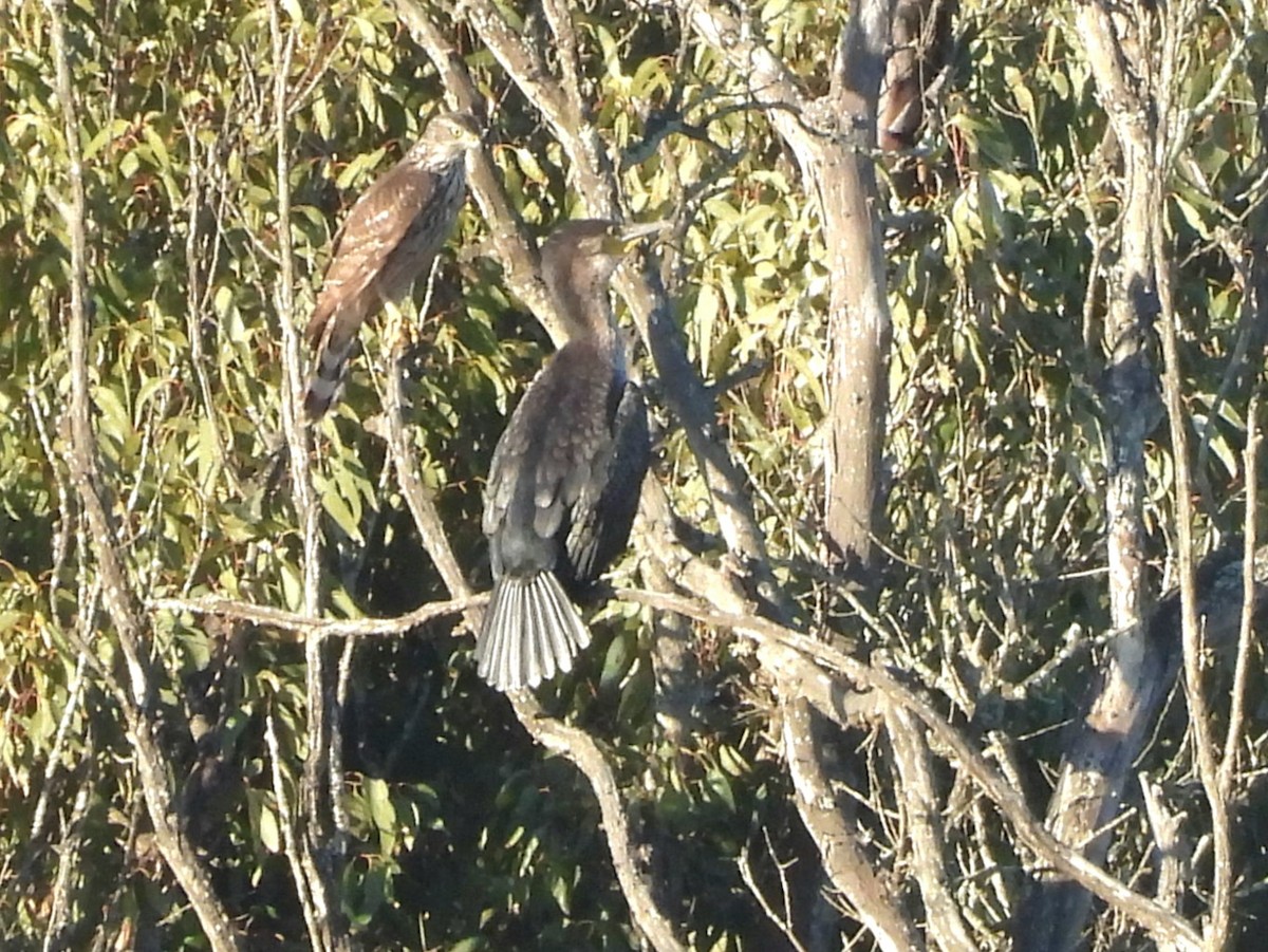 hønsehauk - ML646295438