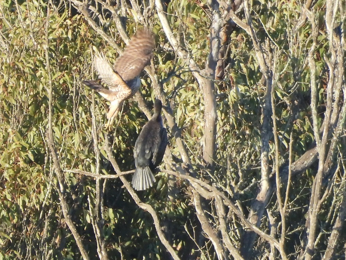 hønsehauk - ML646295439