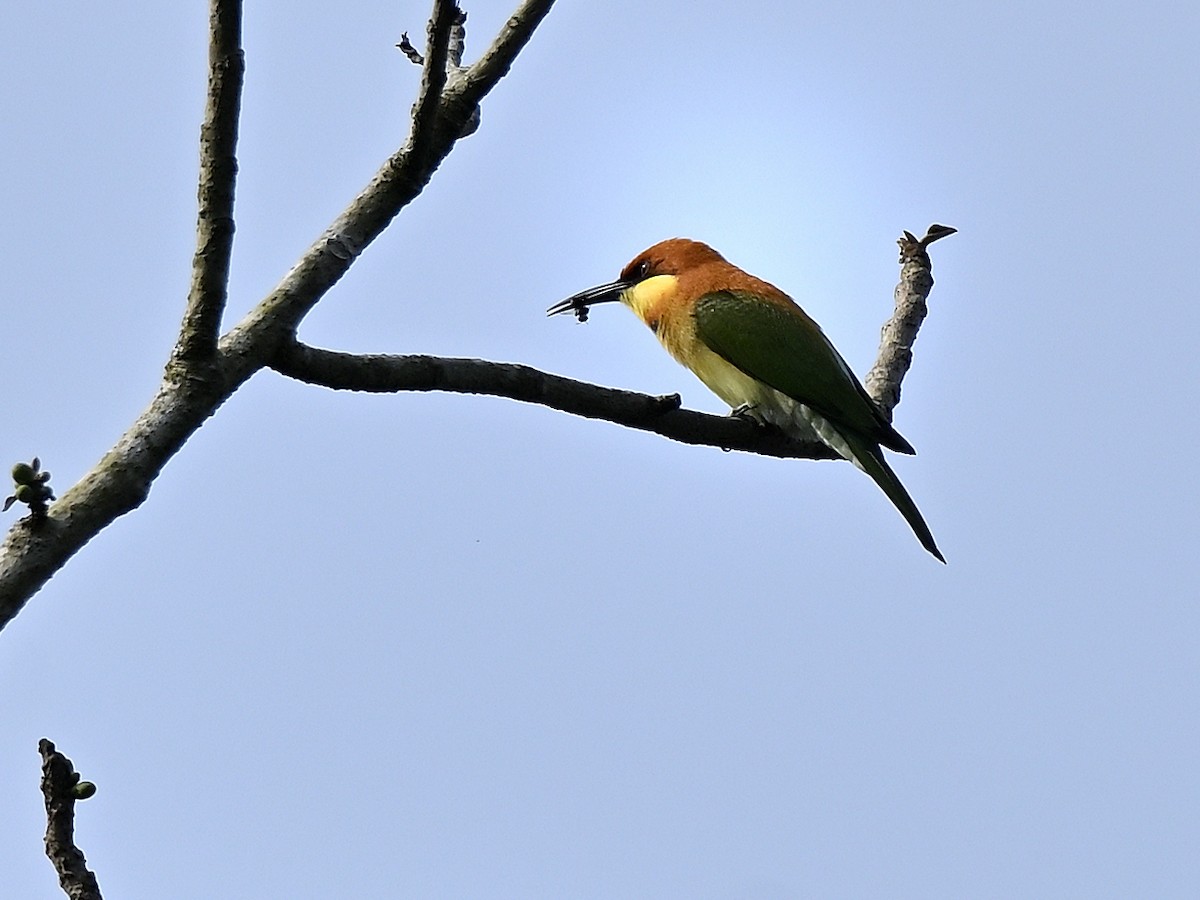 Chestnut-headed Bee-eater - ML646295442
