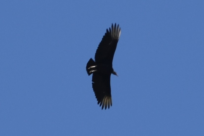 kondor havranovitý - ML646295444