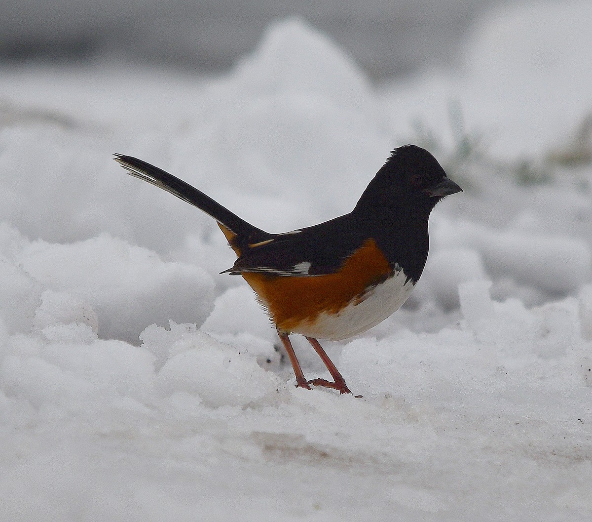 Eastern Towhee - ML646295446