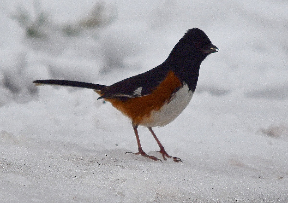 Eastern Towhee - ML646295447