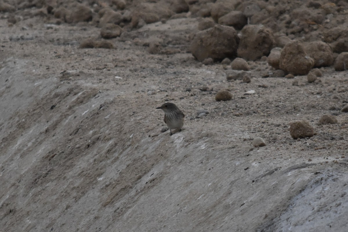 Spotted Flycatcher - ML646295451