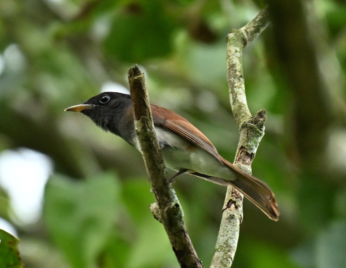 紫綬帶 - ML646295453