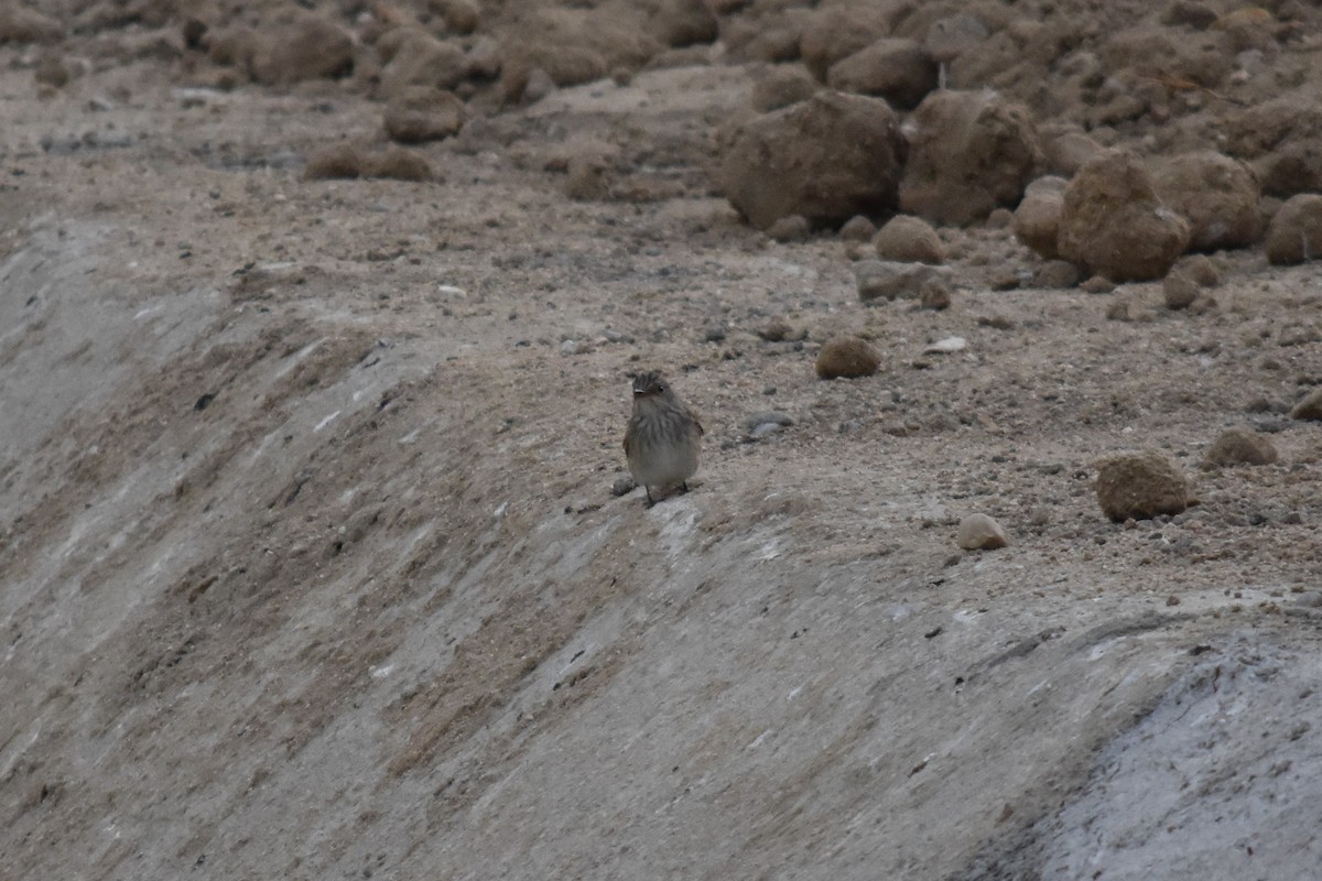 Spotted Flycatcher - ML646295456