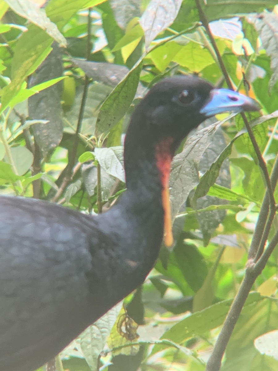 Wattled Guan - ML646295458