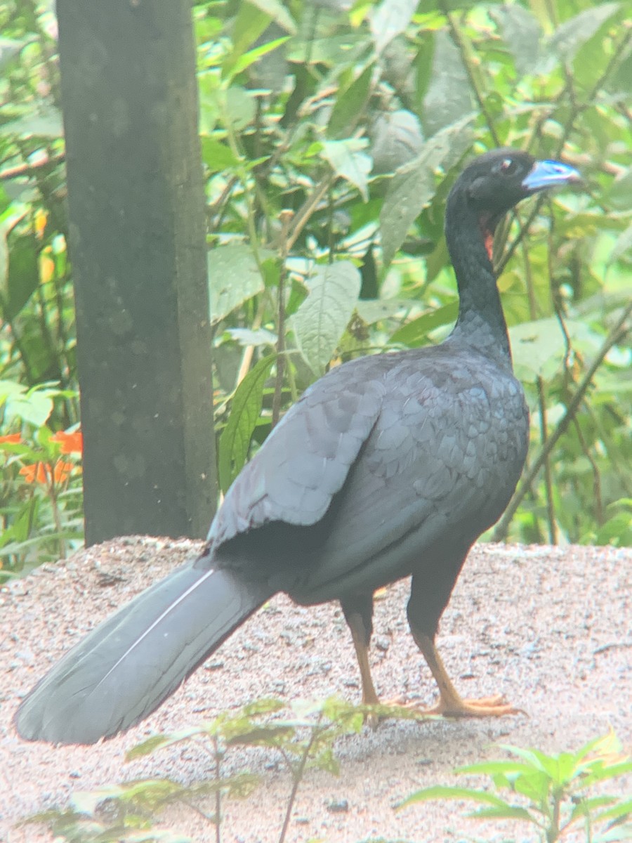 Wattled Guan - ML646295459