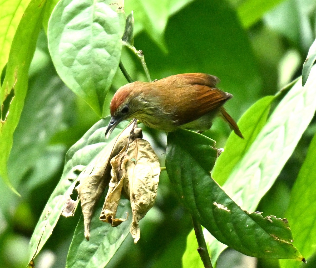 Timalí Goliestriado - ML646295508