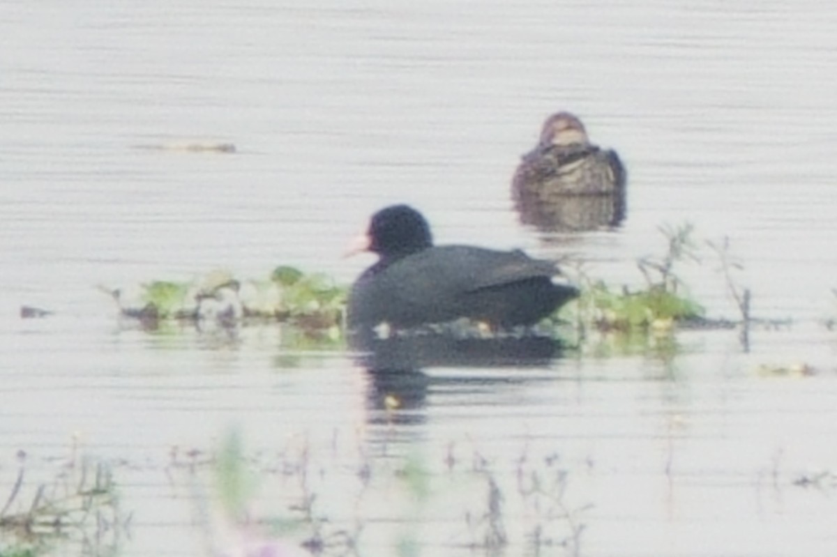 Eurasian Coot - ML646295513