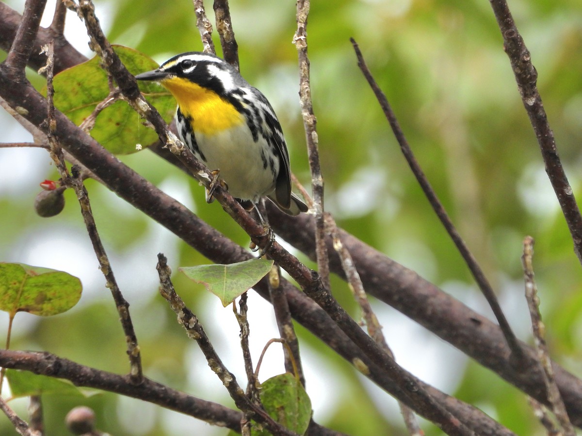Yellow-throated Warbler - ML646295514