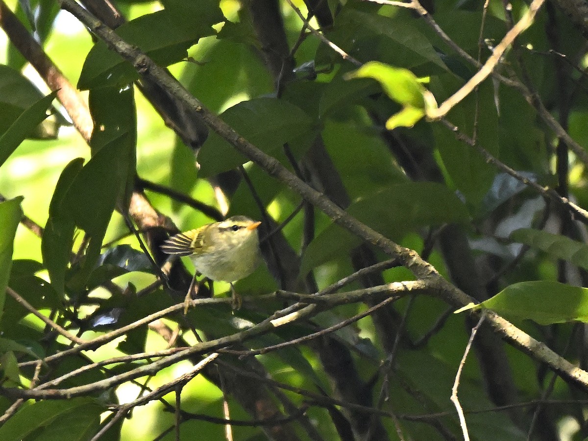 Blyth's Leaf Warbler - ML646295518