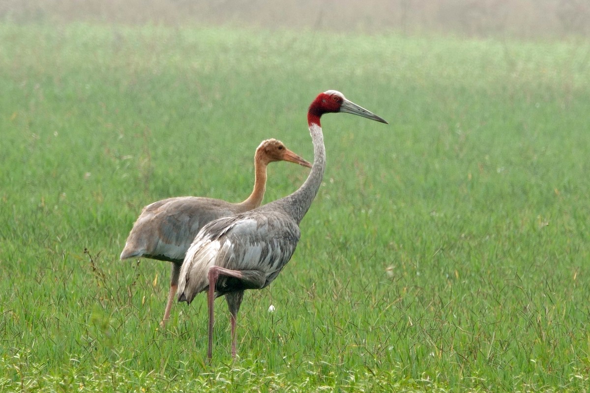 Sarus Crane - ML646295525
