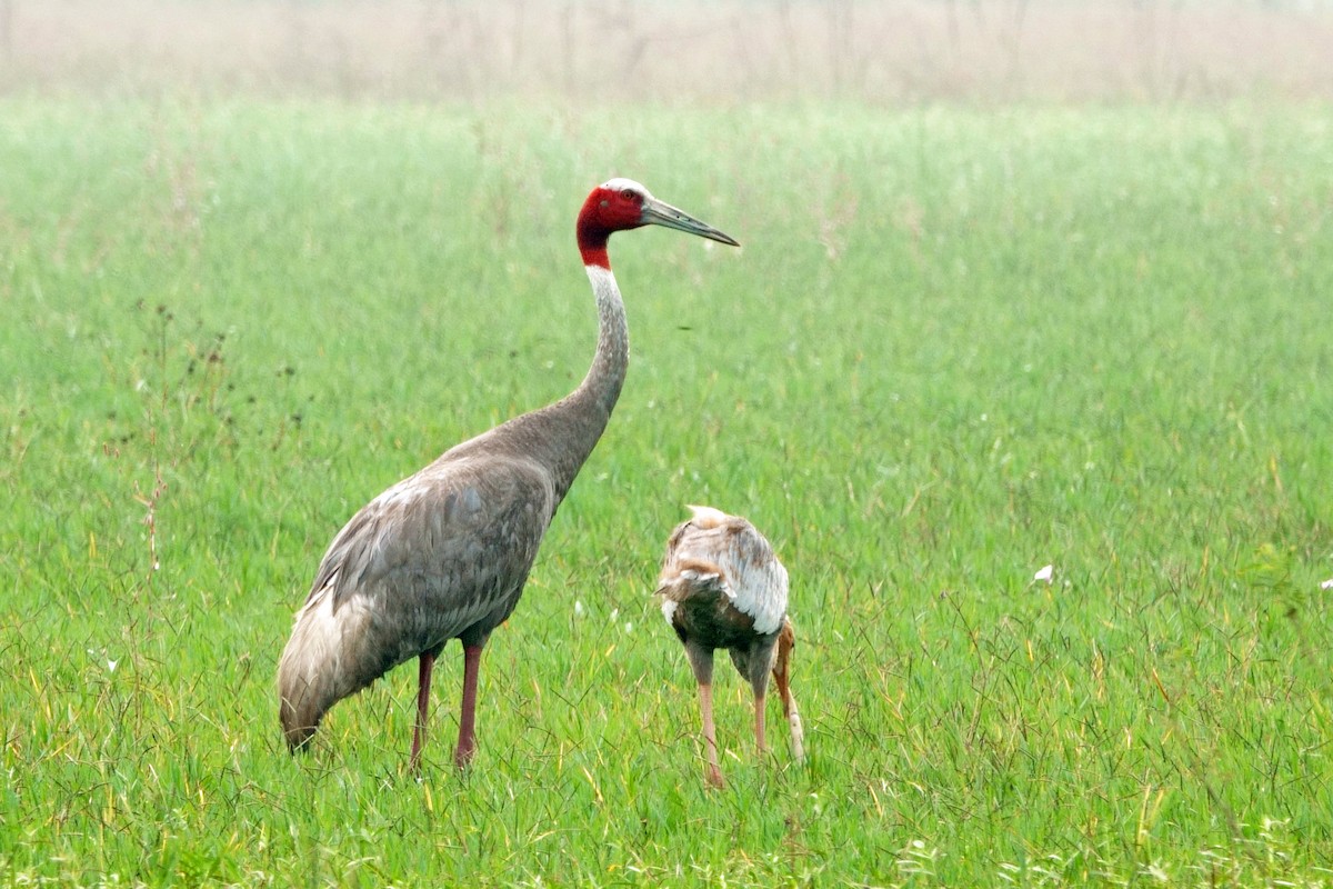 Sarus Crane - ML646295536