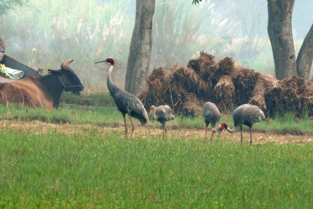 Sarus Crane - ML646295537
