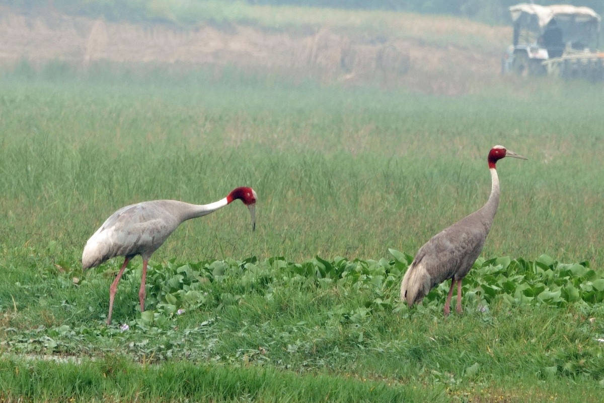 Sarus Crane - ML646295538