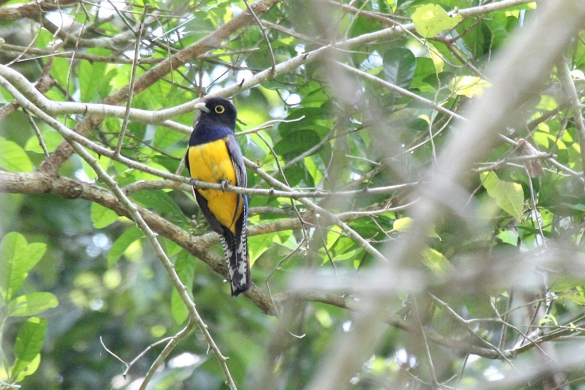 Trogon pattu - ML646295539