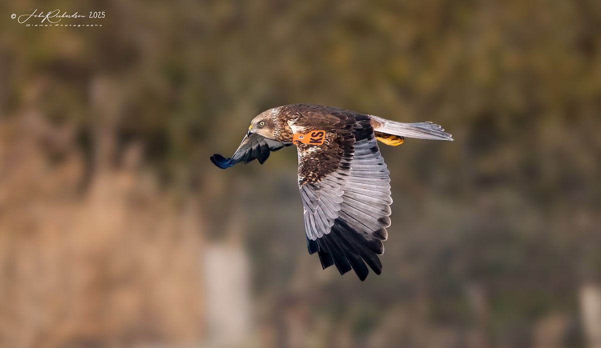 Western Marsh Harrier - ML646295540