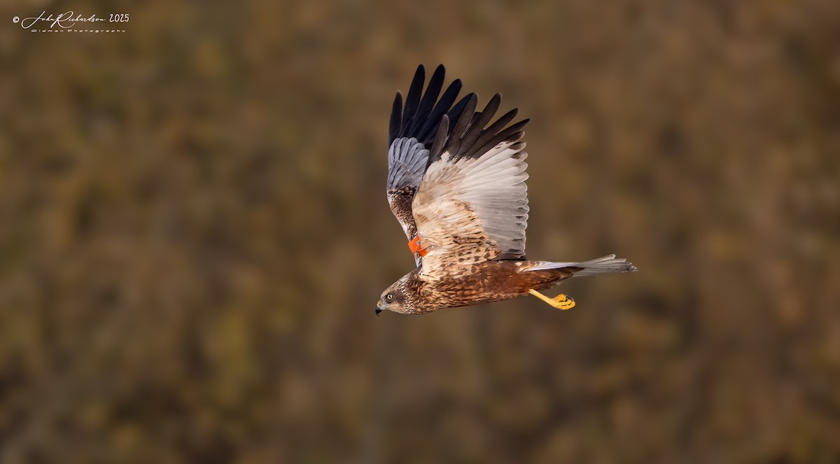 Western Marsh Harrier - ML646295541