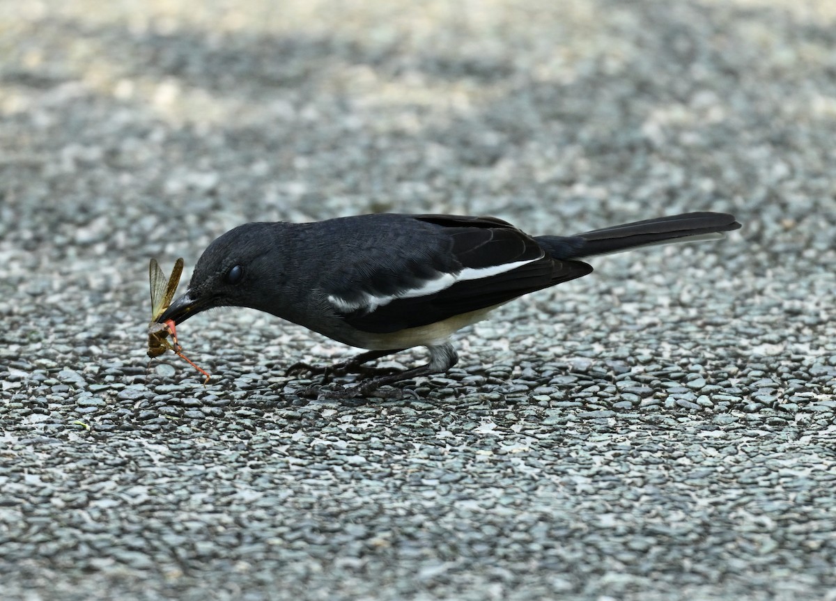 Shama dayal - ML646295543