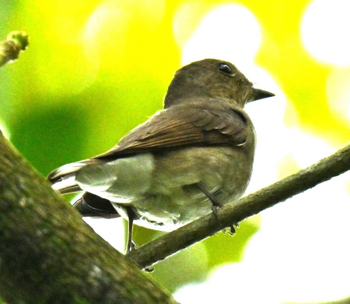 Gobemouche bleu ou G. de Zappey - ML646295548