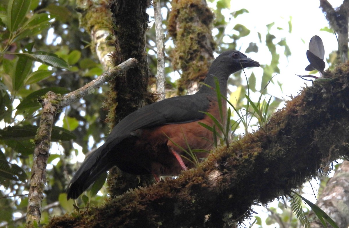 Sickle-winged Guan - ML646295549