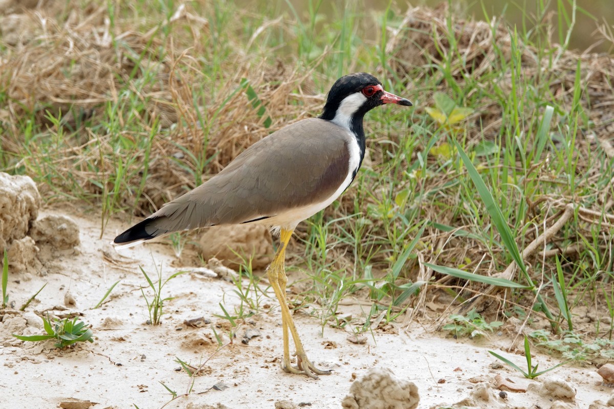 Red-wattled Lapwing - ML646295550
