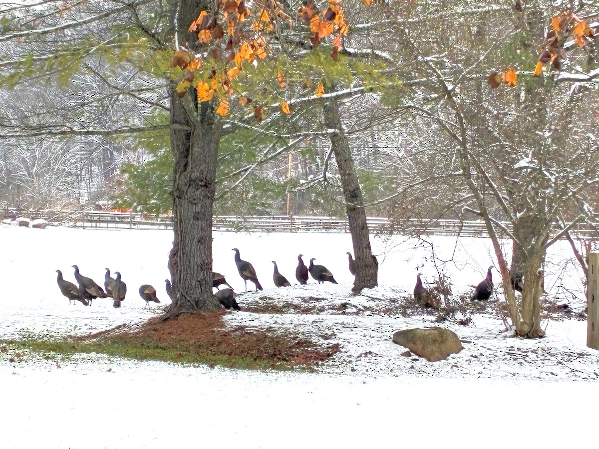 Wild Turkey - ML646295554