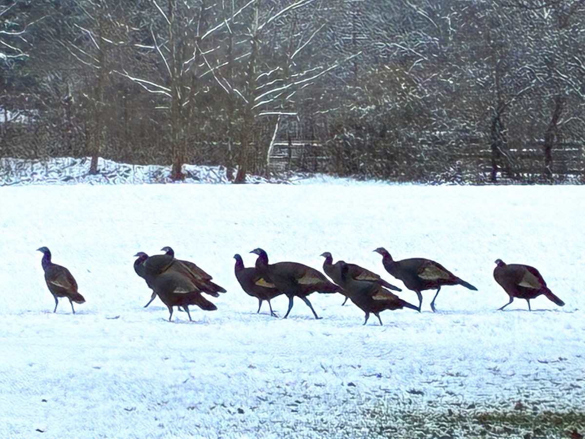 Wild Turkey - ML646295555