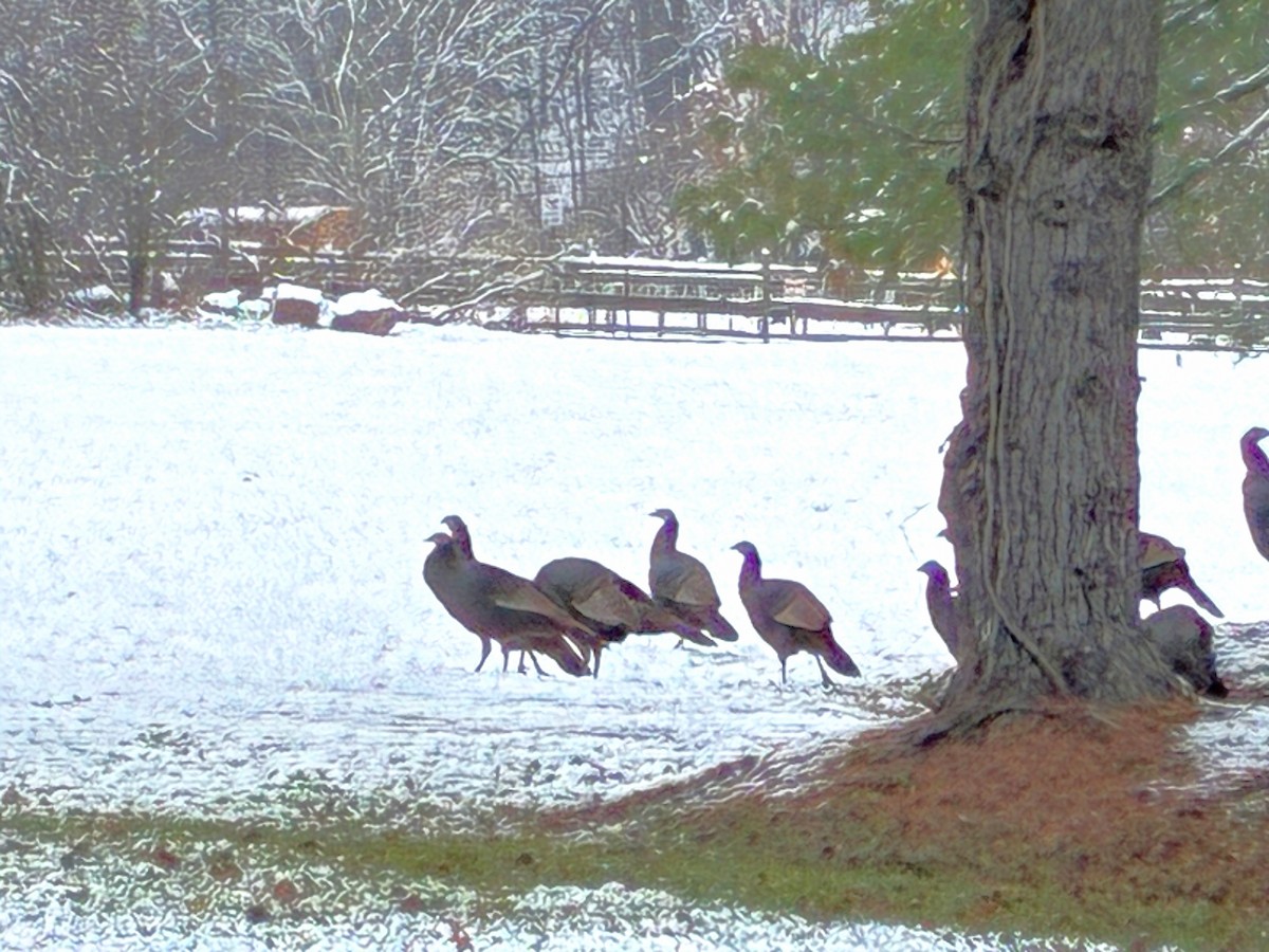 Wild Turkey - ML646295556