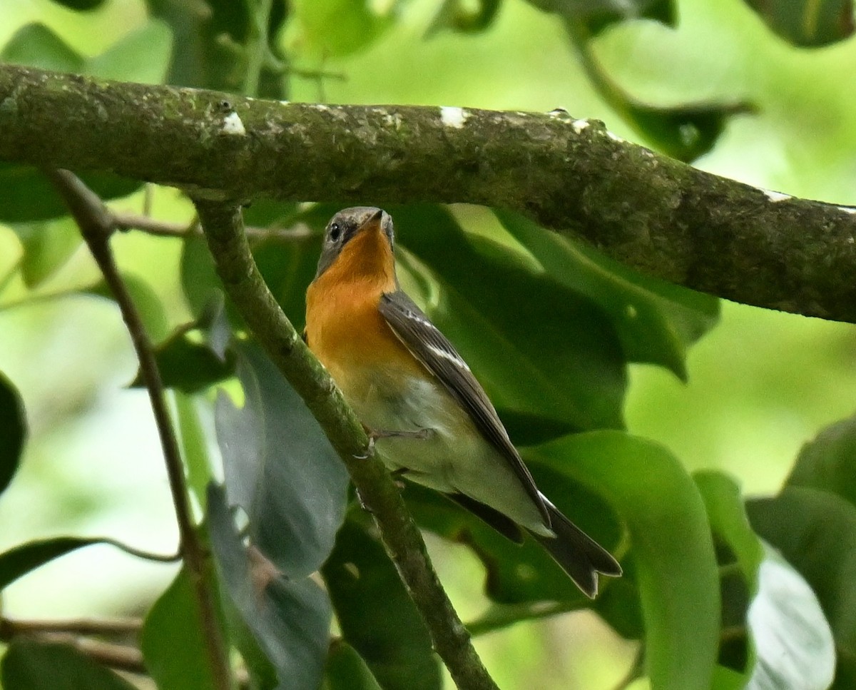 Gobemouche mugimaki - ML646295557