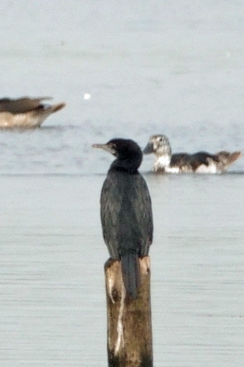 Little Cormorant - ML646295558