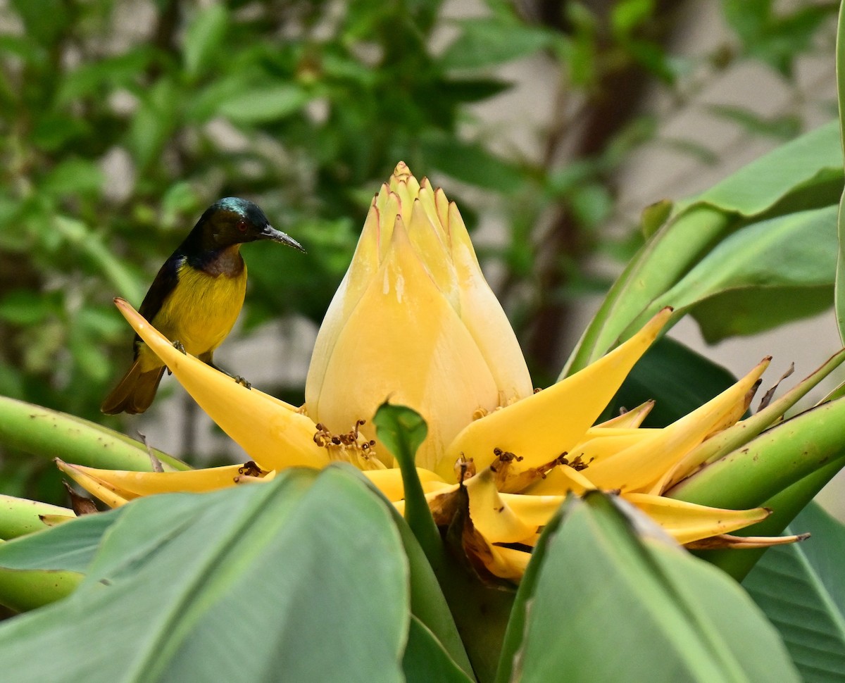 Souimanga à gorge brune - ML646295560