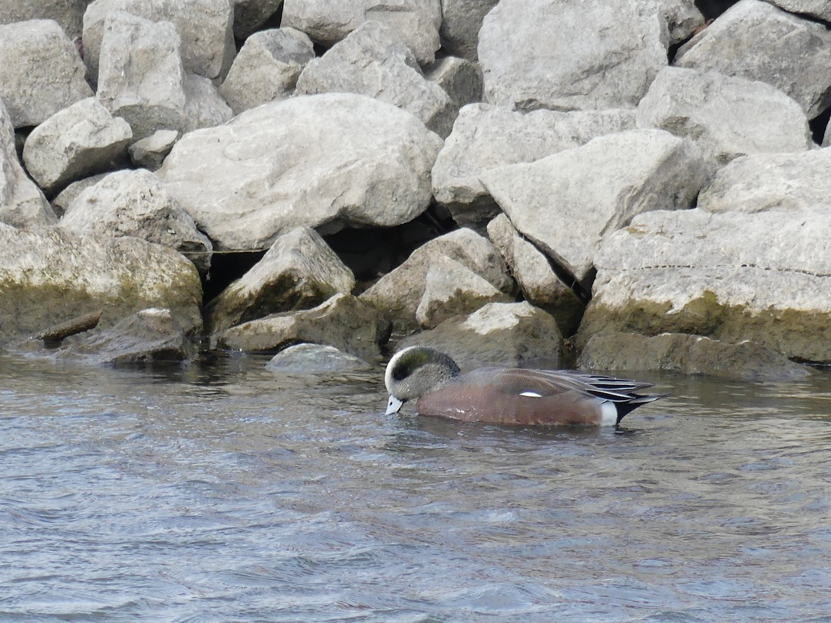 American Wigeon - ML646295564