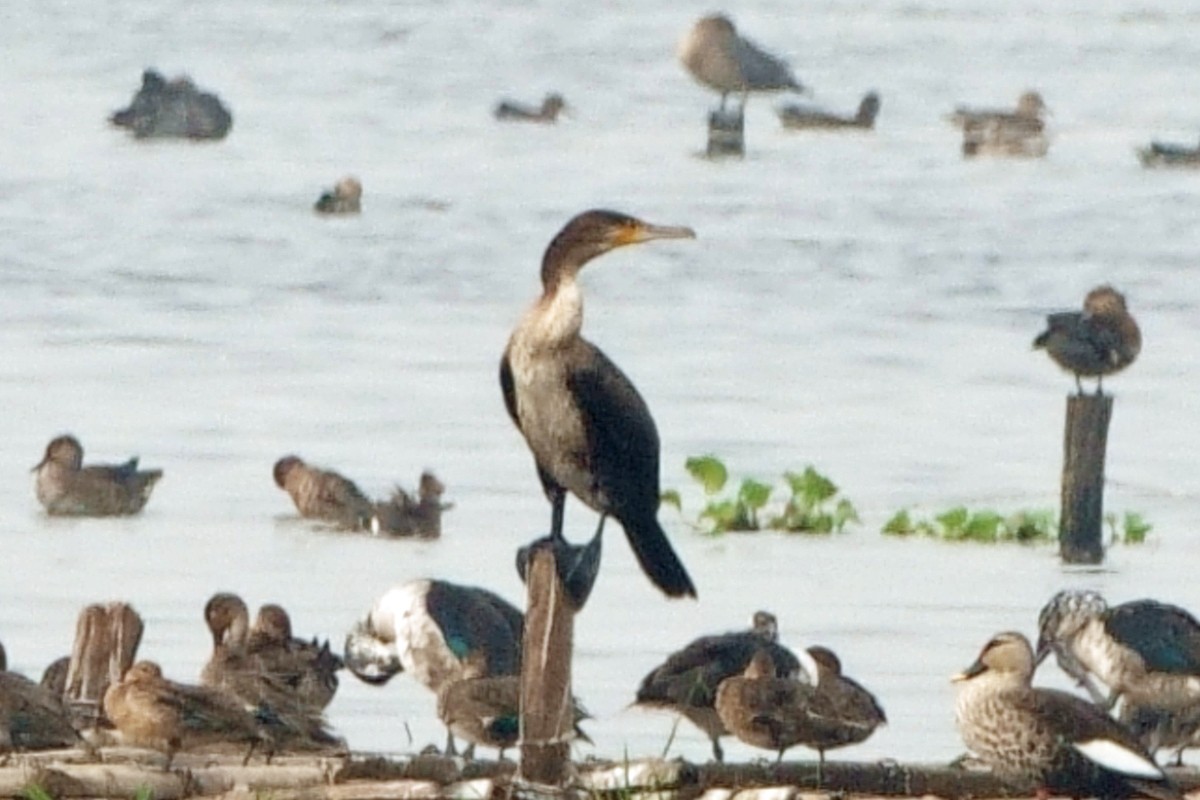 Great Cormorant - ML646295569