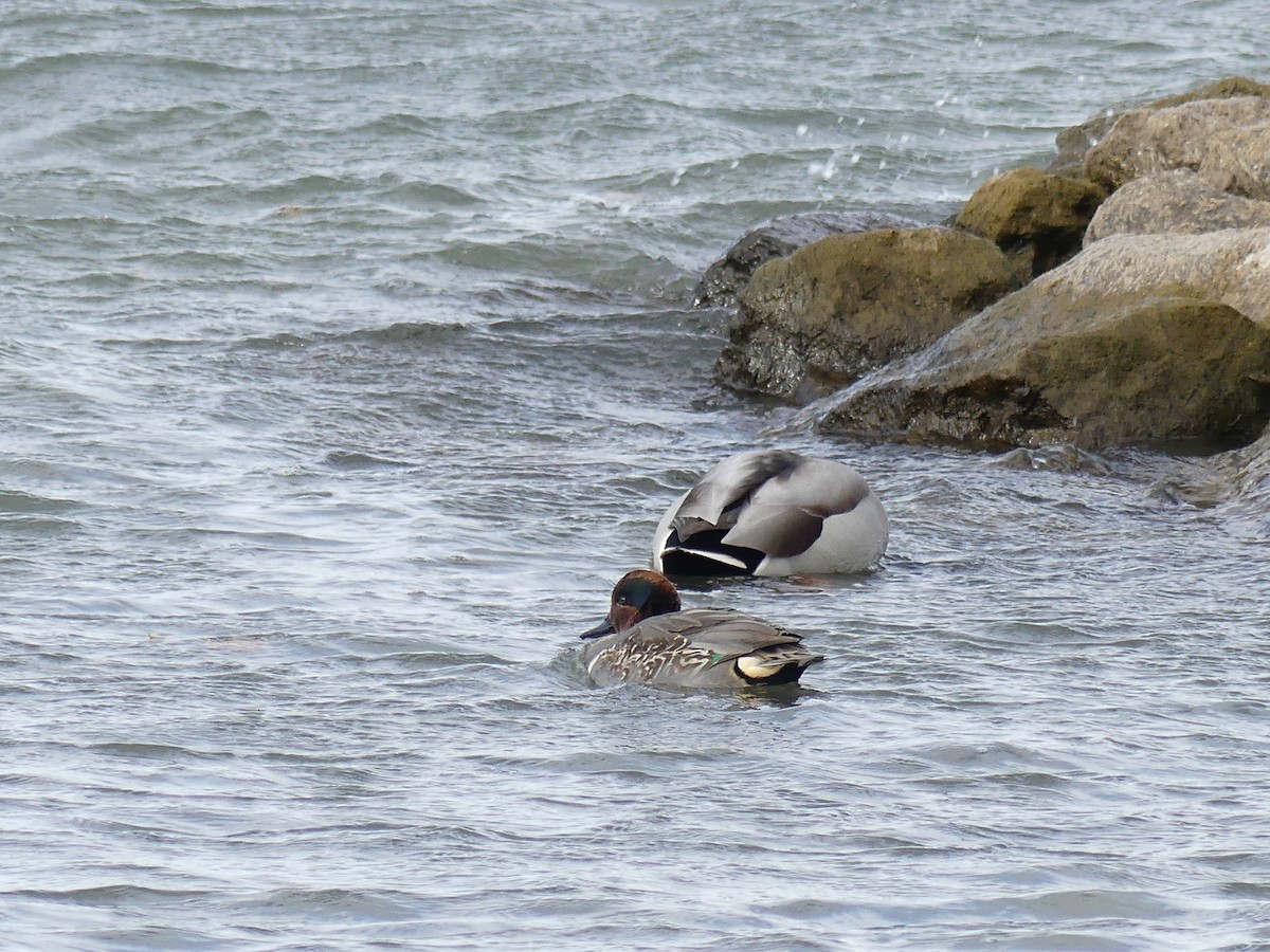Green-winged Teal - ML646295571