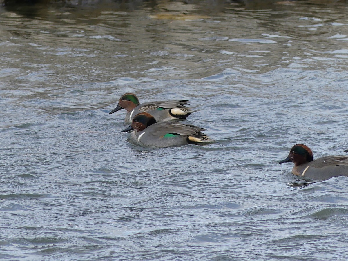 Green-winged Teal - ML646295572