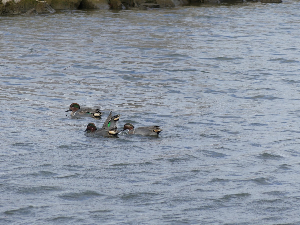 Green-winged Teal - ML646295573