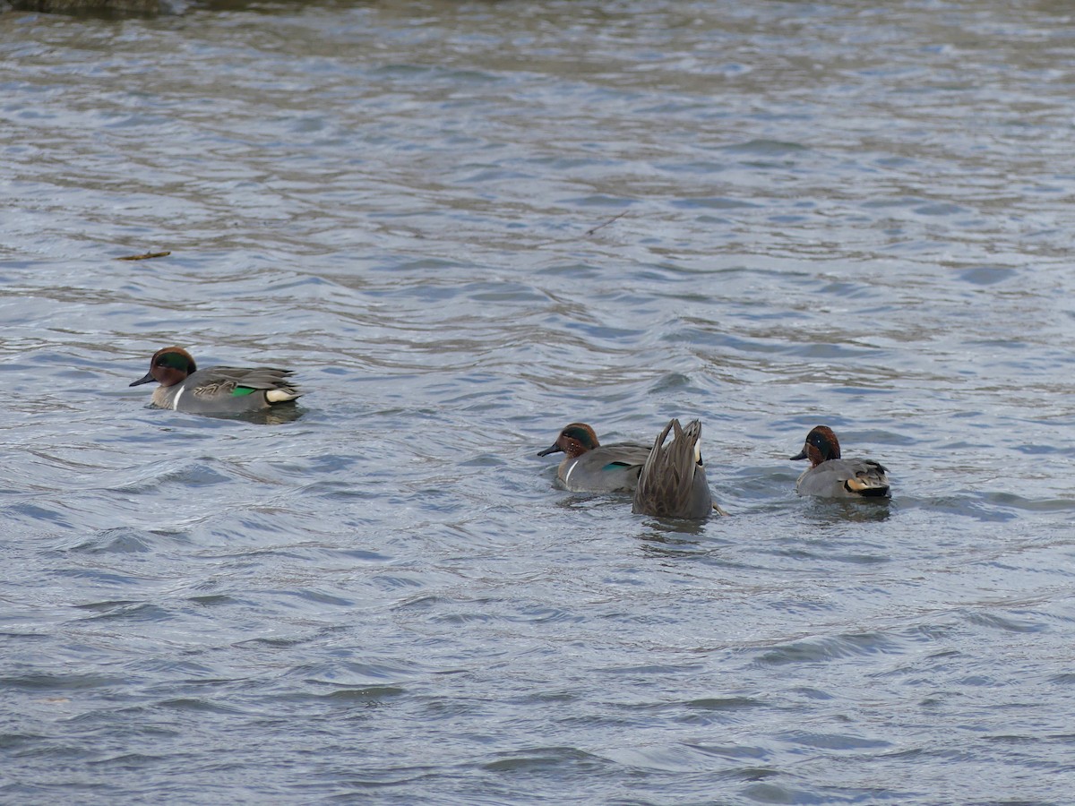 Green-winged Teal - ML646295574