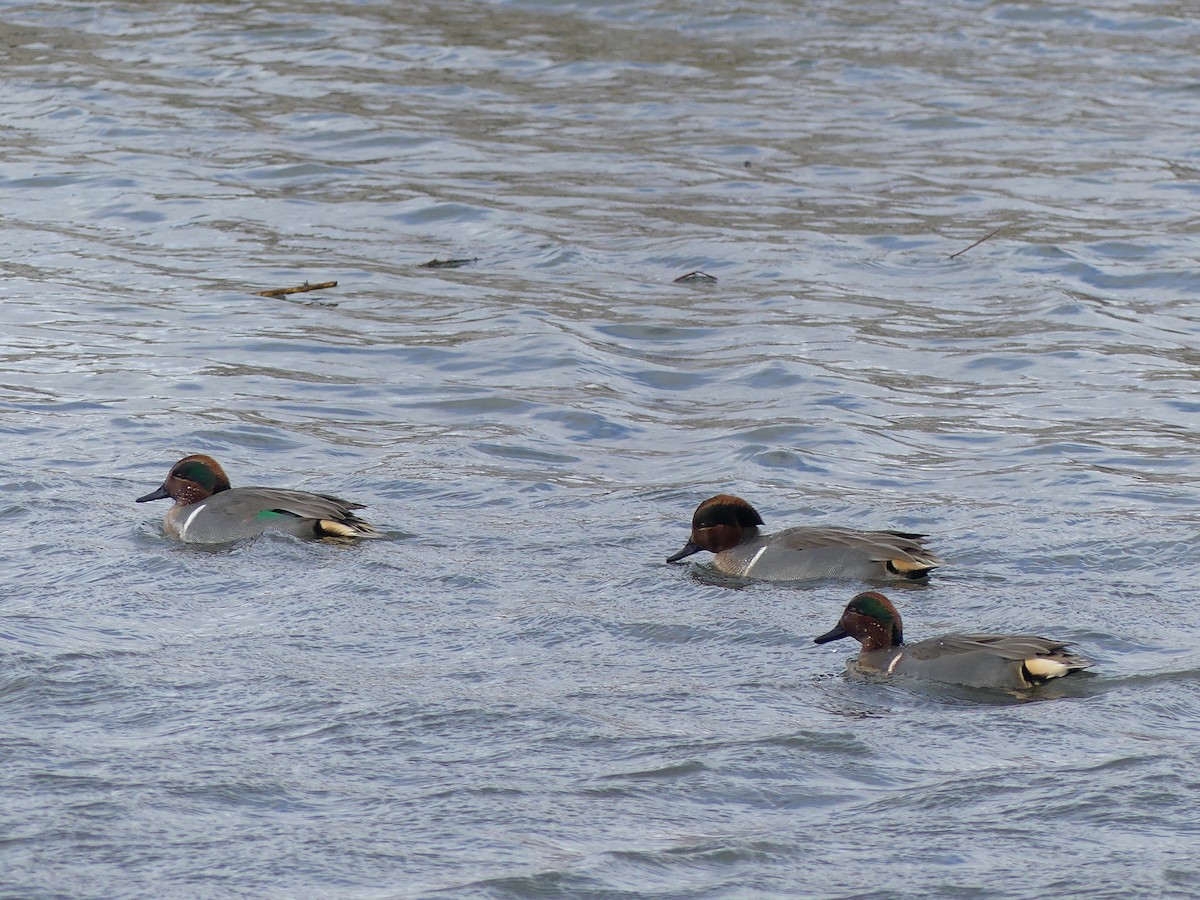 Green-winged Teal - ML646295575