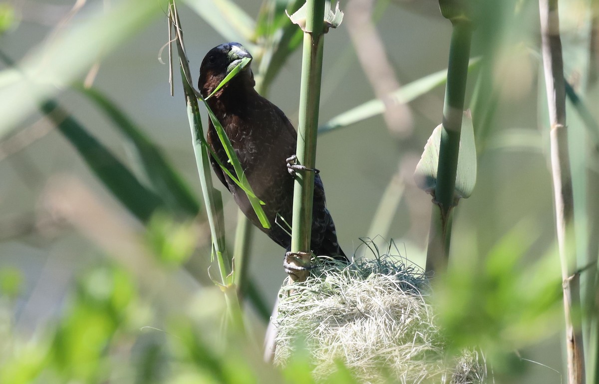 Grosbeak Weaver - ML646295576